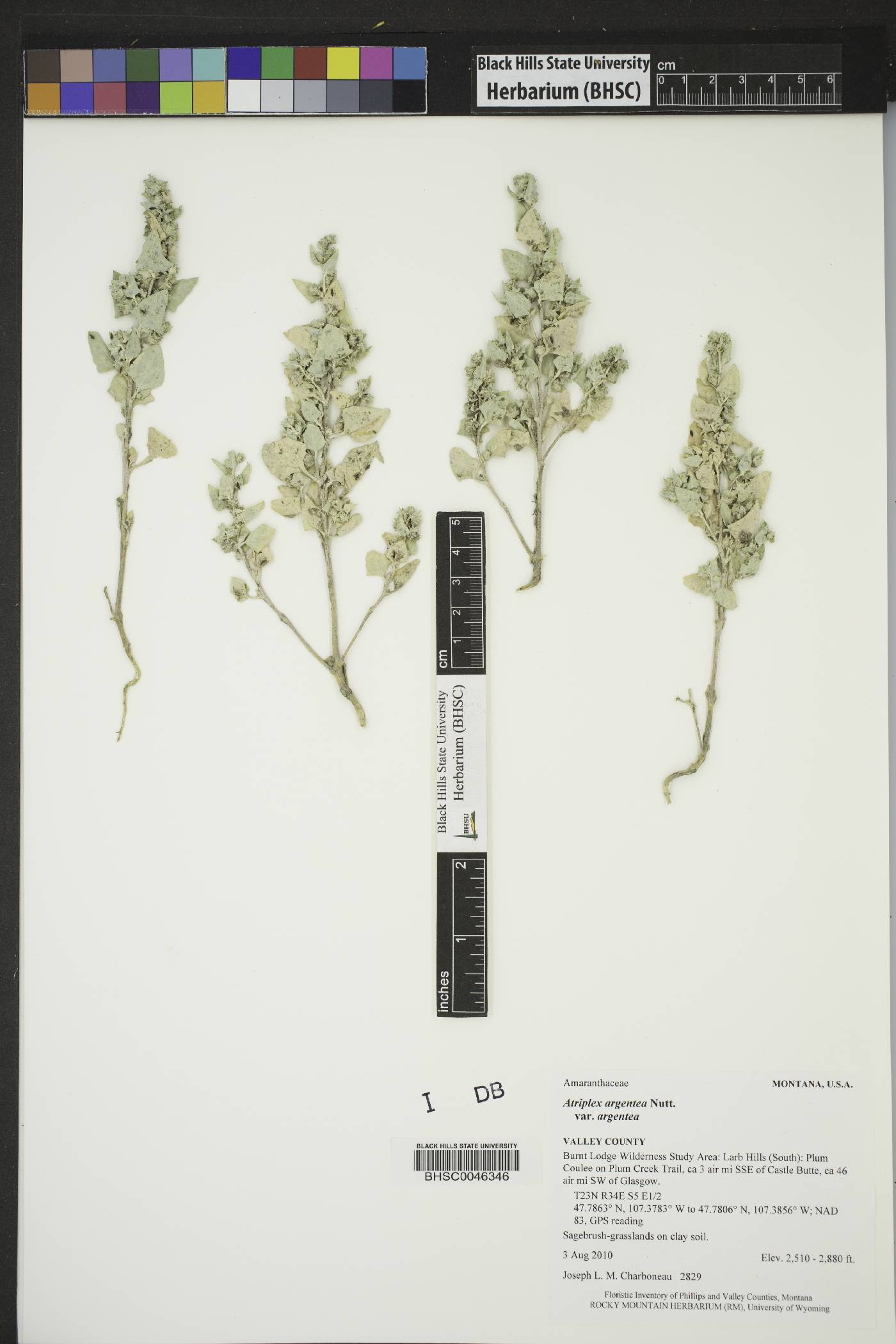 Atriplex argentea subsp. argentea image