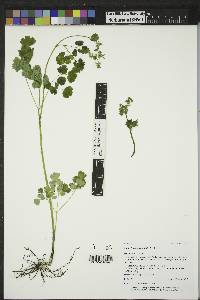 Thalictrum occidentale image