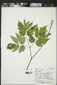 Actaea rubra image