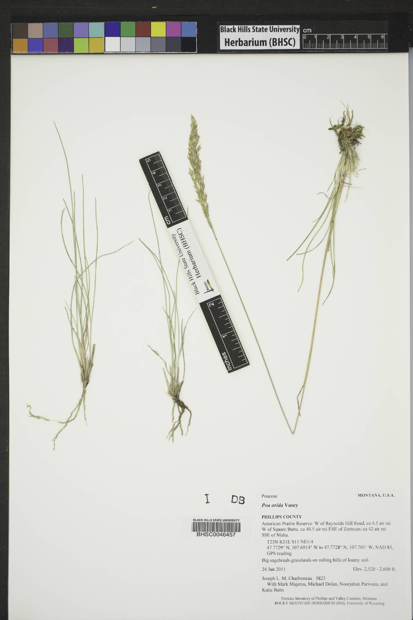 Poa arida image