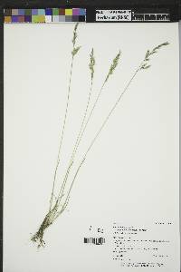 Poa secunda subsp. juncifolia image