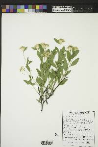 Ceanothus herbaceus image