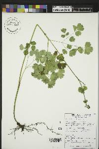 Thalictrum venulosum image