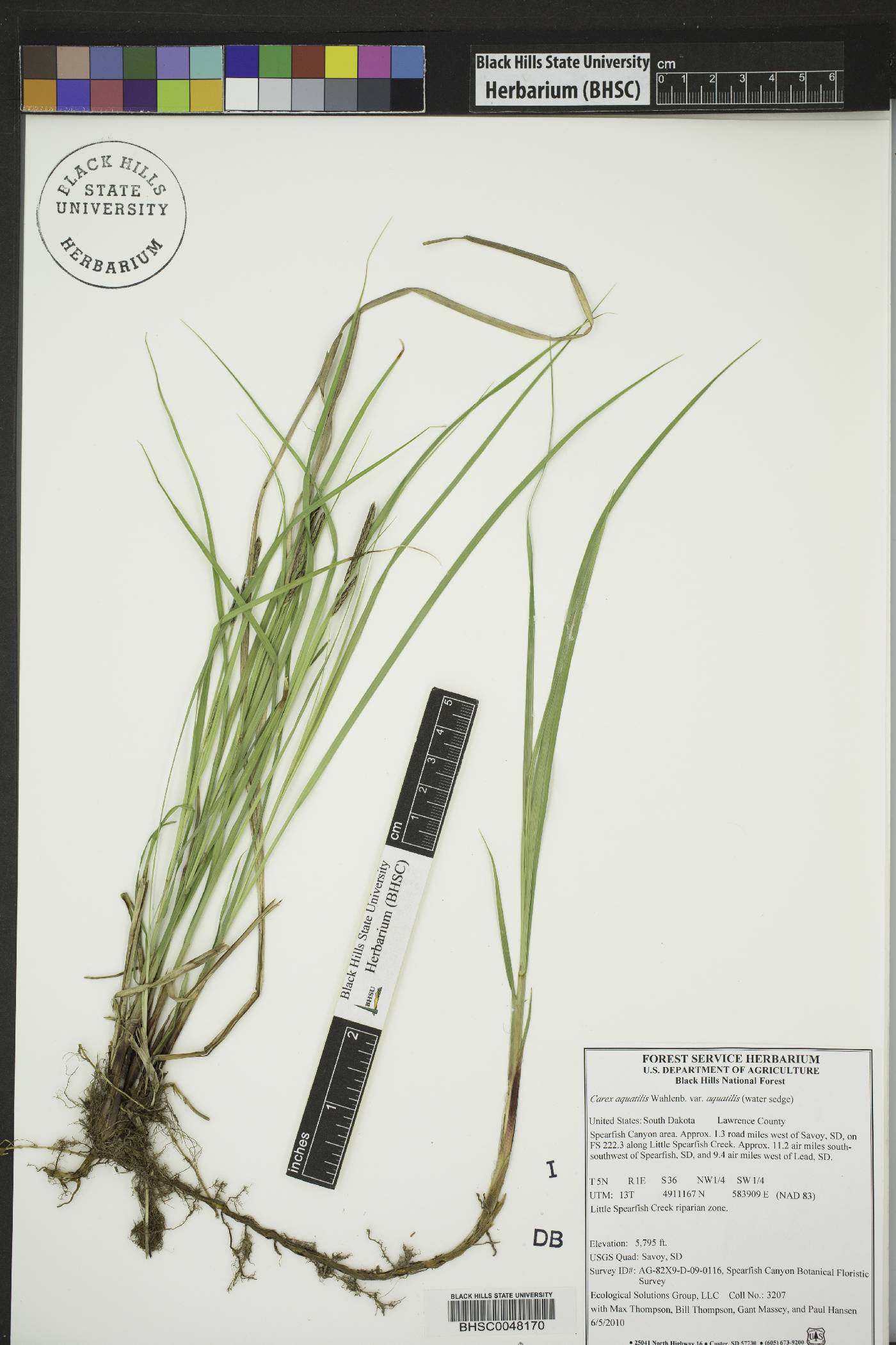 Carex aquatilis subsp. aquatilis image