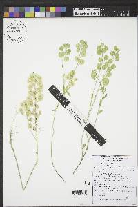 Lepidium densiflorum image