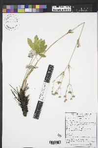 Potentilla gracilis image