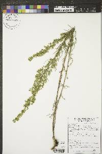 Artemisia campestris image