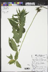 Urtica gracilis image