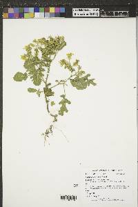 Solanum rostratum image