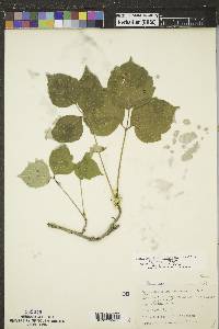 Toxicodendron rydbergii image