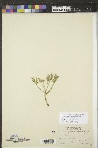 Cymopterus glomeratus image