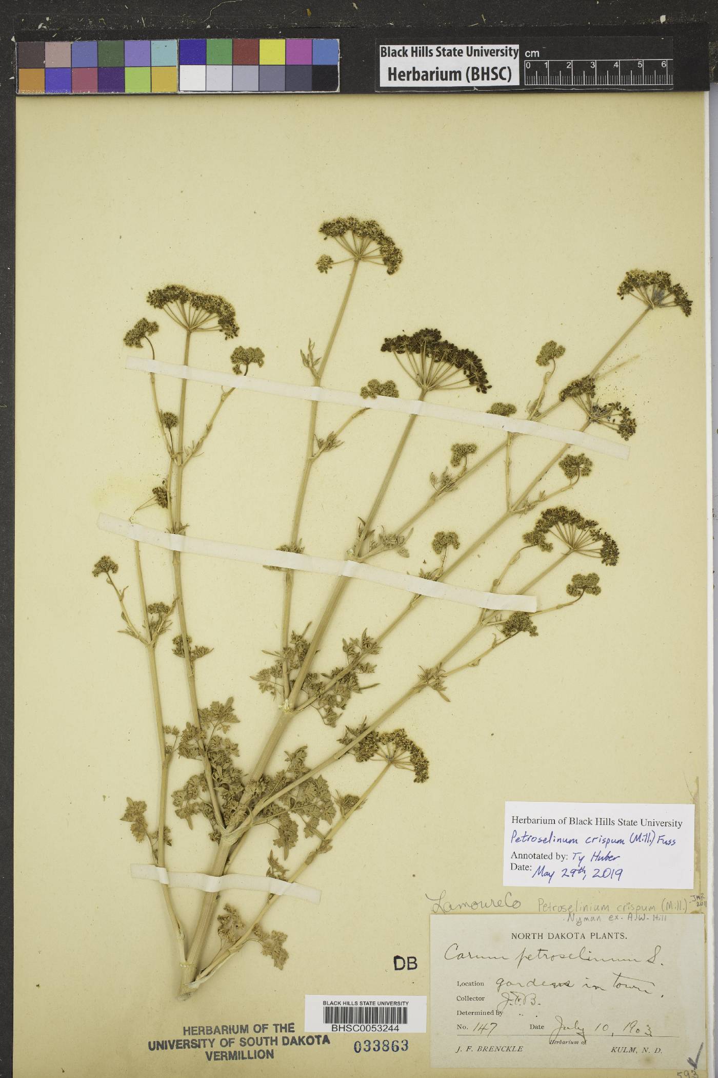 Petroselinum crispum image