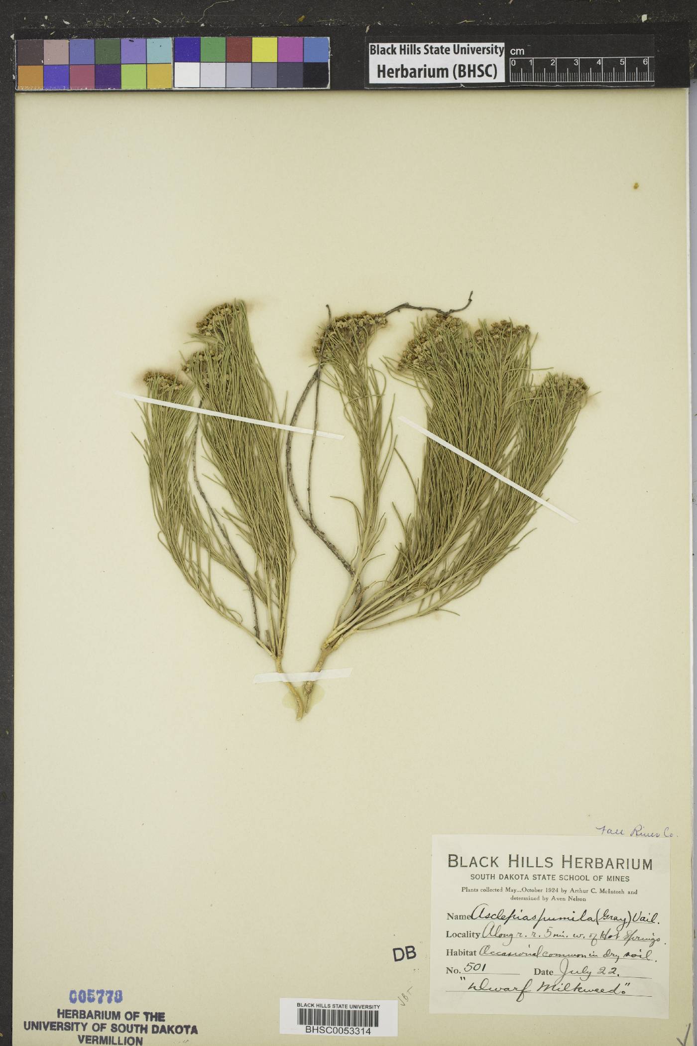 Asclepias pumila image
