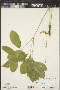 Aralia nudicaulis image