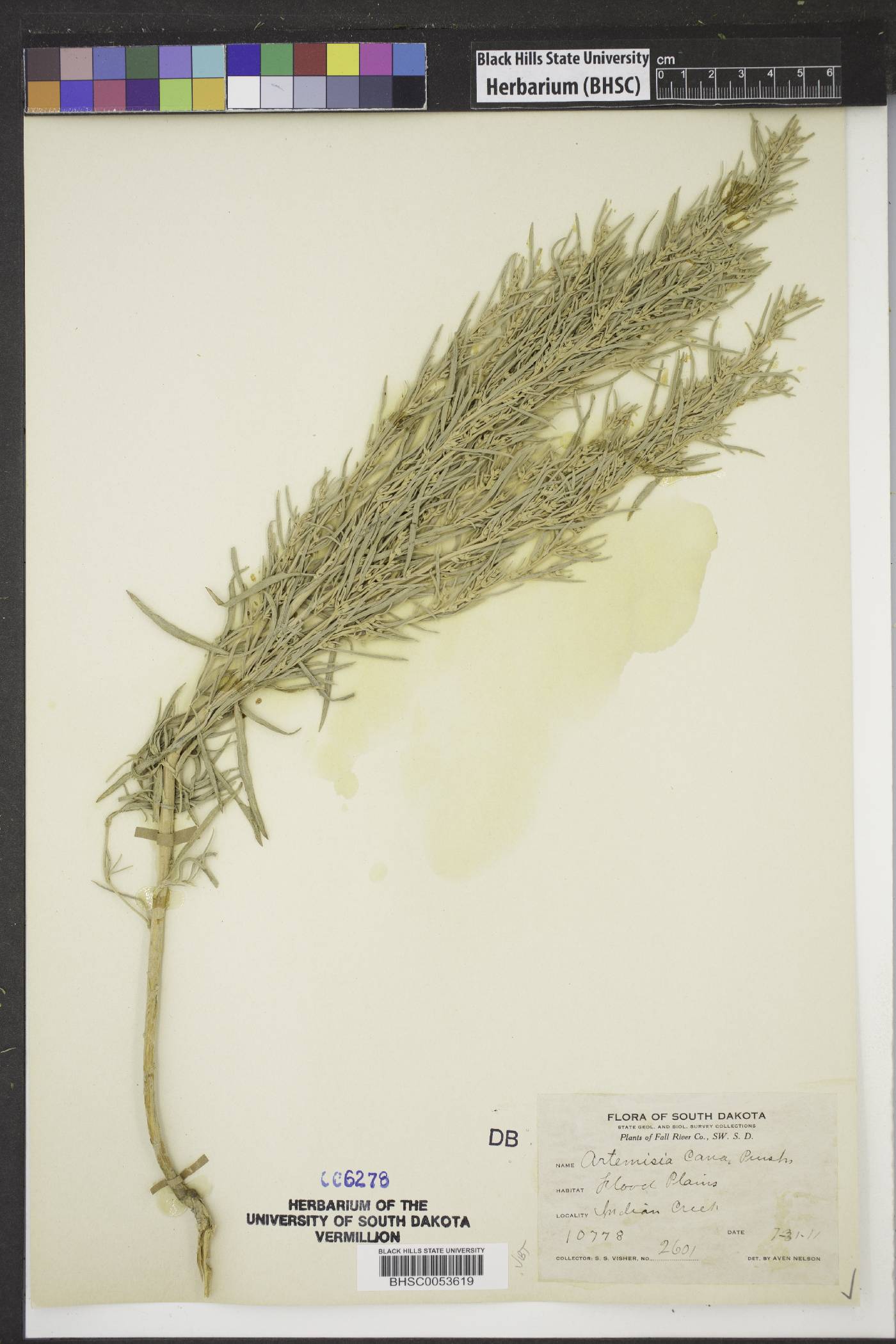 Artemisia cana image