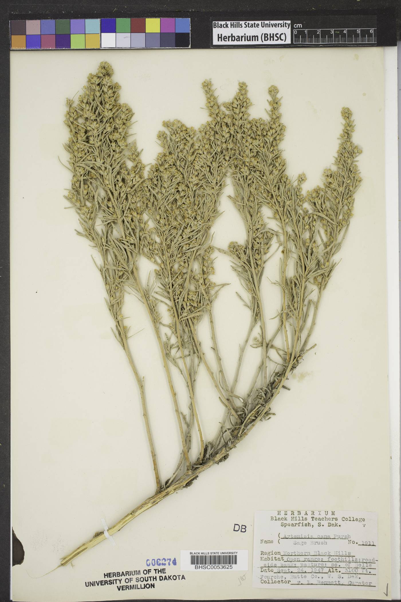 Artemisia cana image