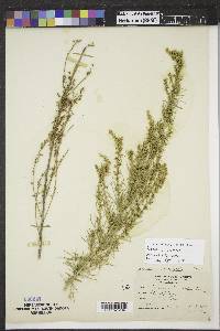 Artemisia campestris image