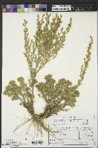 Artemisia frigida image