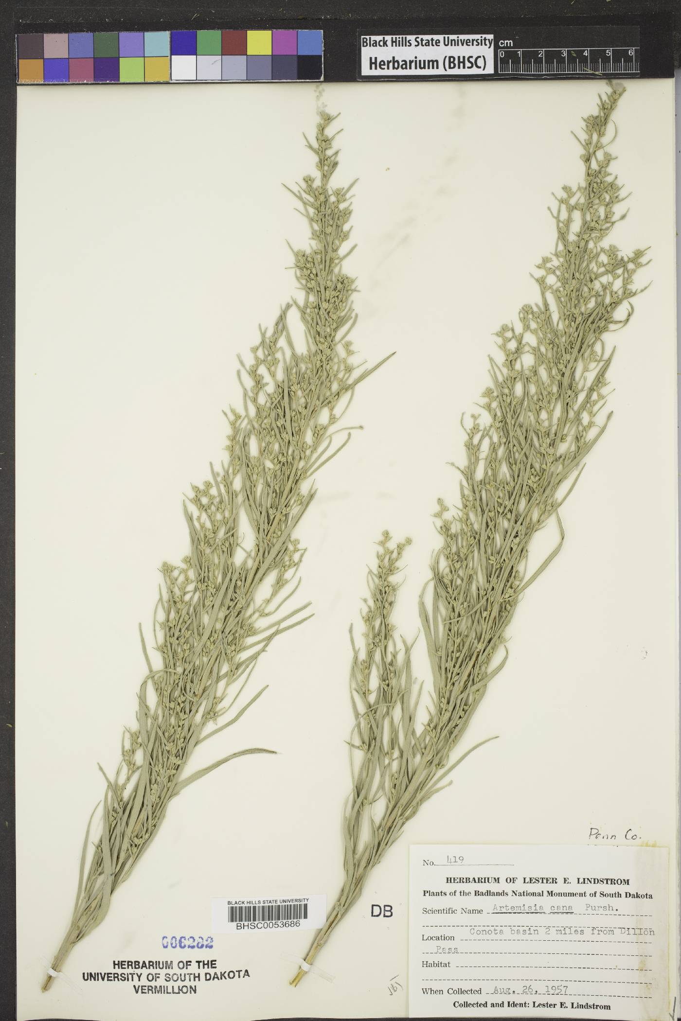 Artemisia cana image