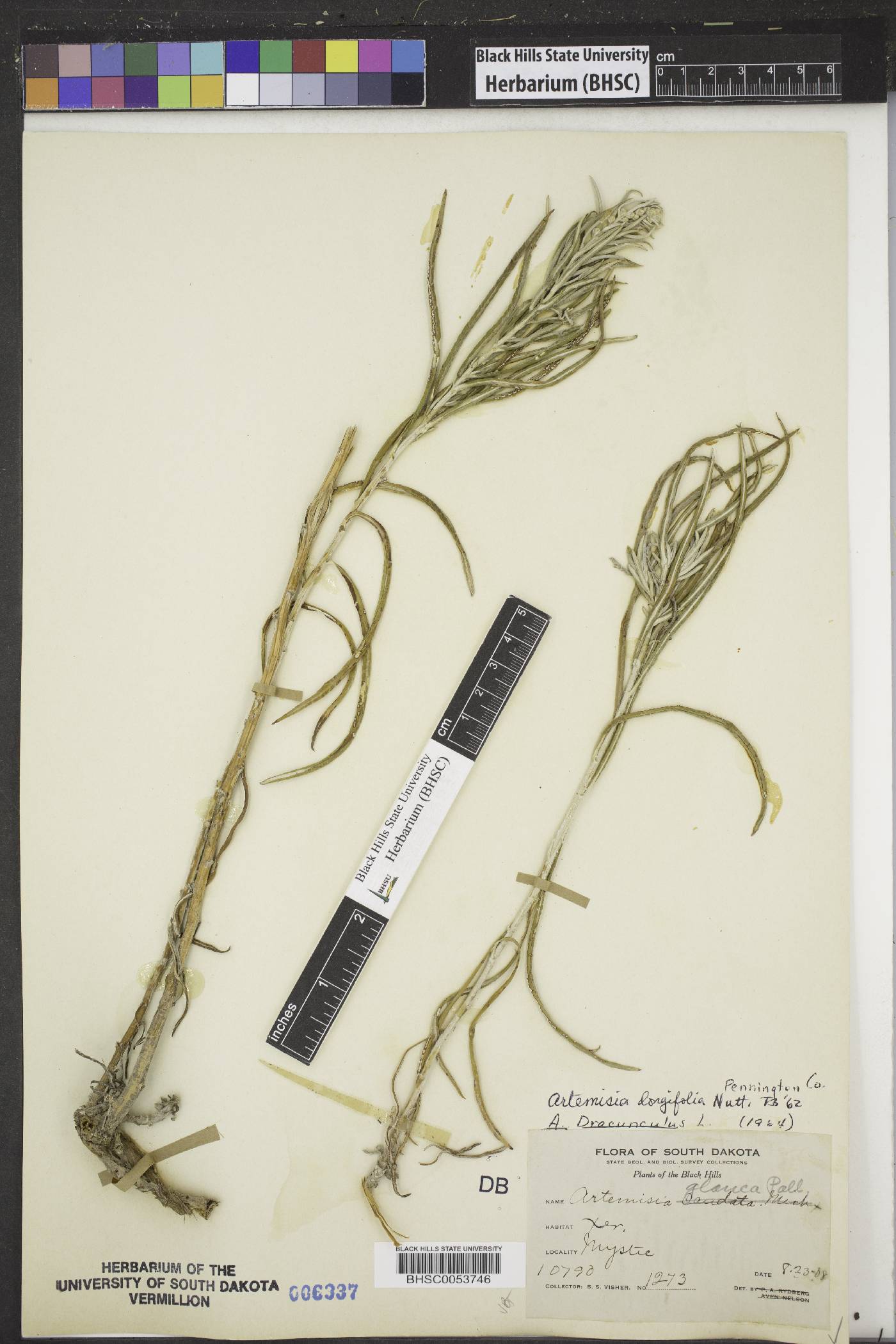Artemisia longifolia image