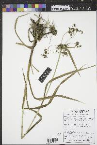 Scirpus microcarpus image