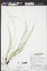 Carex radiata image