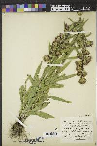 Liatris ligulistylis image