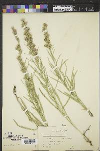 Liatris punctata image