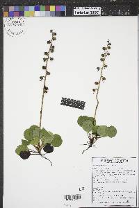 Pyrola asarifolia image