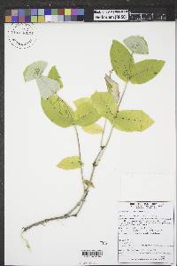 Lonicera dioica image