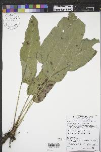 Rumex occidentalis image