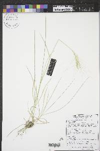 Elymus elymoides subsp. brevifolius image