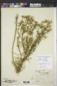 Senecio riddellii image