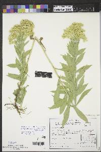 Solidago altissima subsp. gilvocanescens image