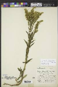 Solidago altissima subsp. gilvocanescens image