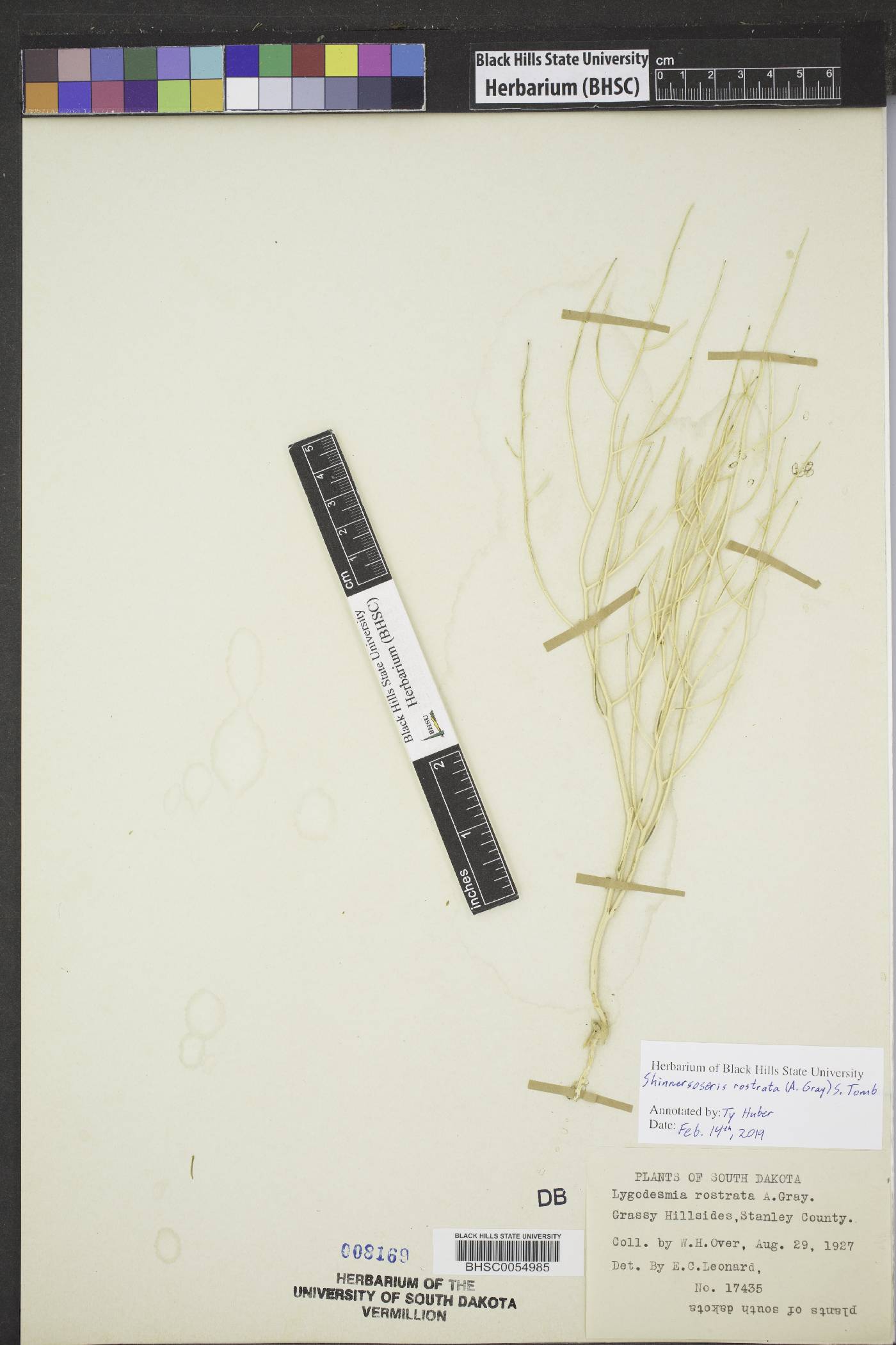 Shinnersoseris rostrata image