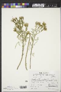 Senecio riddellii image