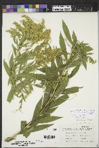 Solidago lepida image