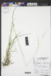 Schizachne purpurascens image