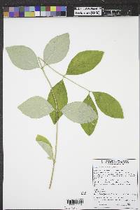 Lonicera dioica image