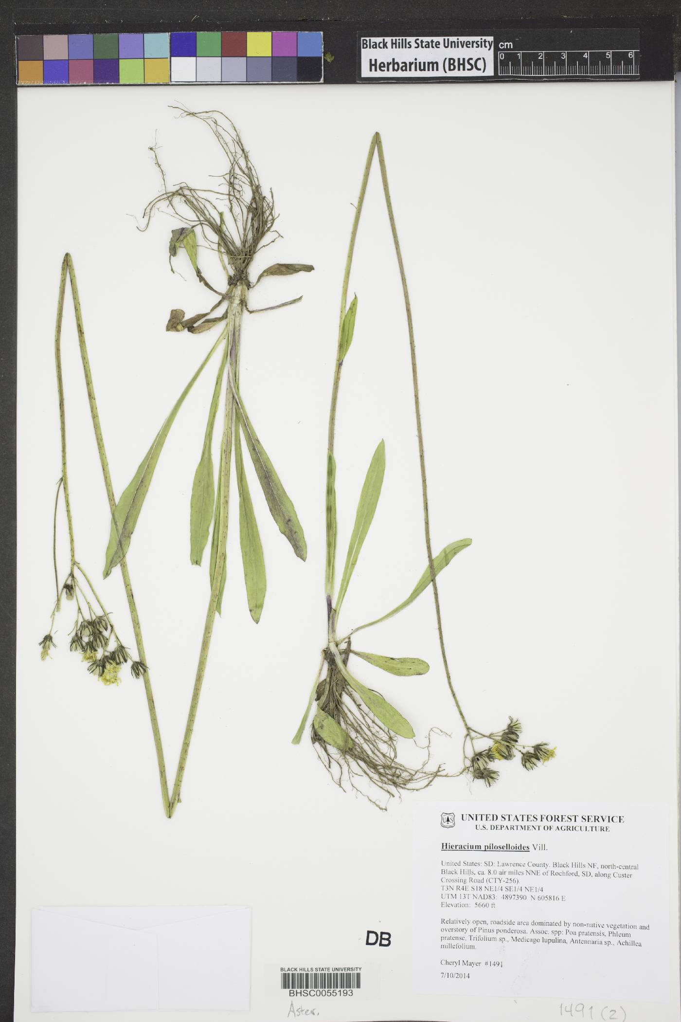 Hieracium piloselloides image