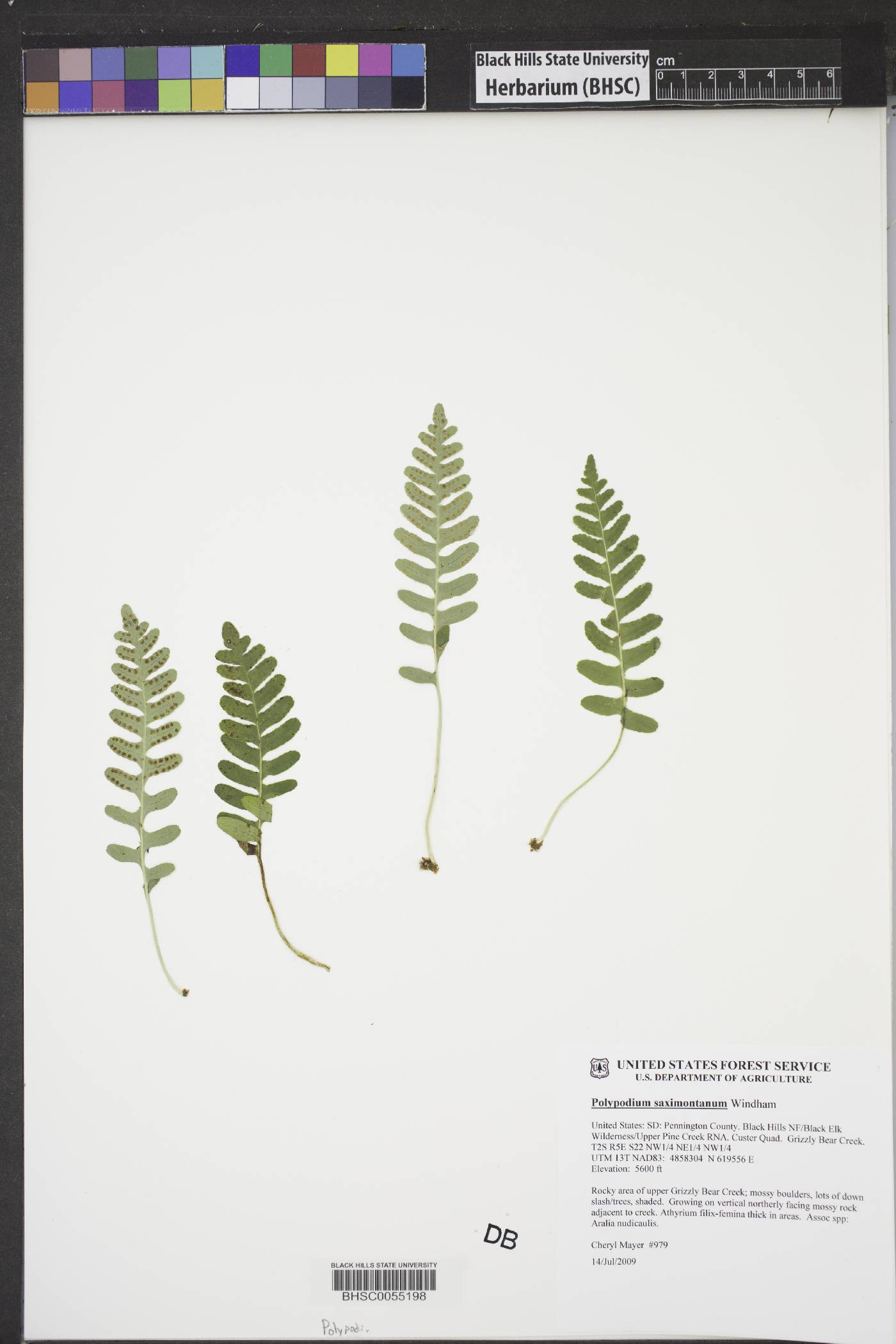 Polypodium saximontanum image
