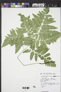 Pteridium aquilinum subsp. latiusculum image