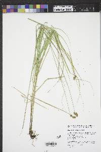 Carex bebbii image