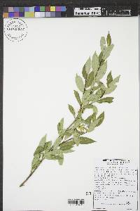 Salix serissima image