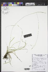 Carex capillaris image