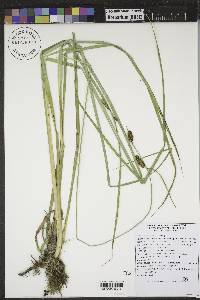 Carex nebrascensis image