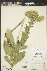 Solidago rigida subsp. humilis image