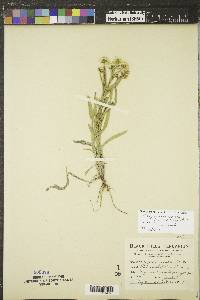 Solidago ptarmicoides image