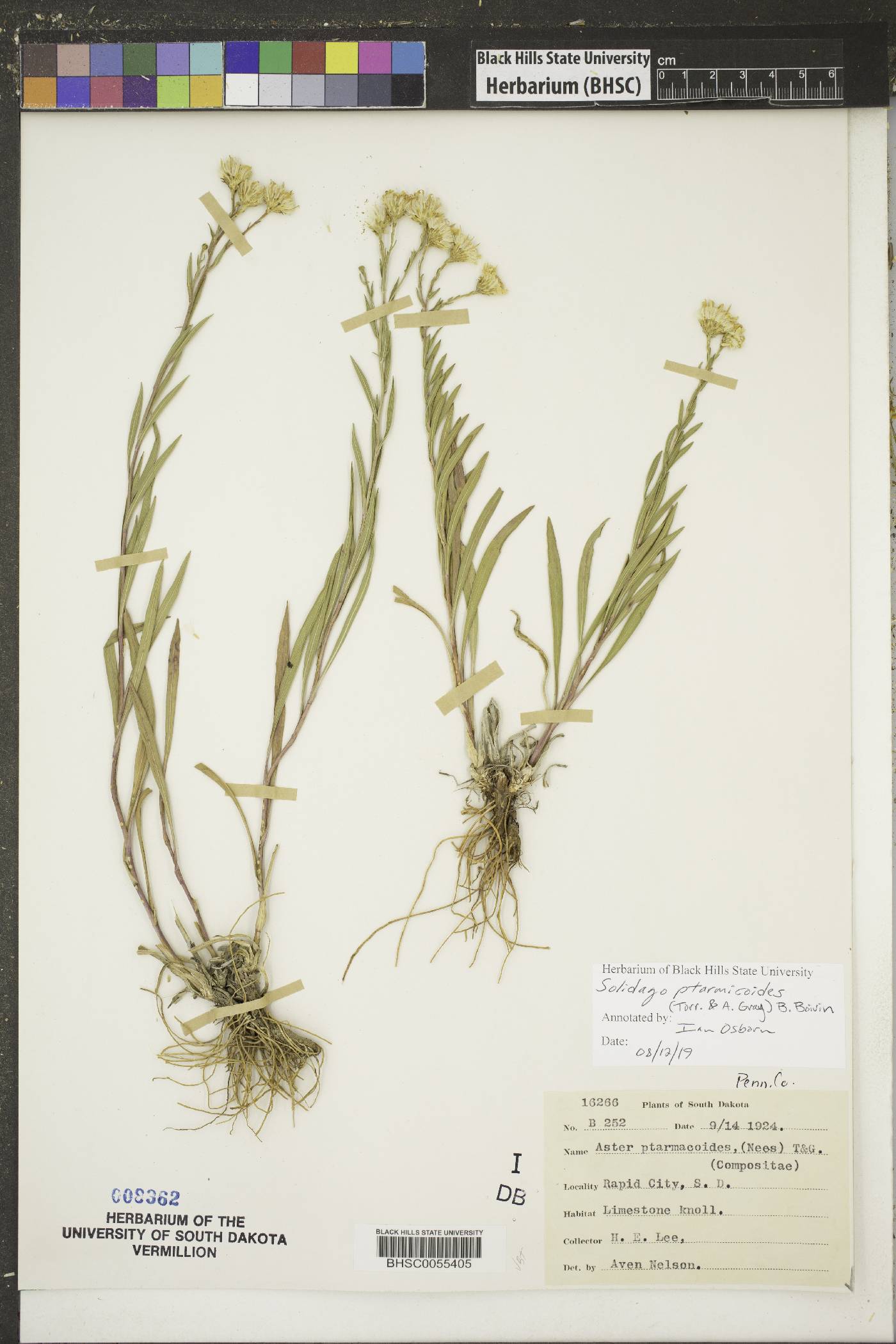 Solidago ptarmicoides image